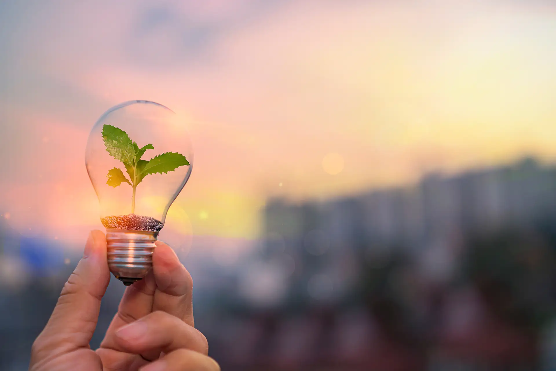 Ökologisches Energiekonzept. Hand hält eine Glühbirne, zwischen der grüne Pflanzen wachsen.